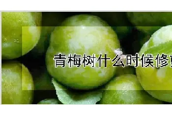 青梅树什么时候修剪