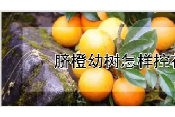 脐橙幼树怎样控花