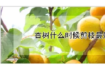 杏树什么时候剪枝最好