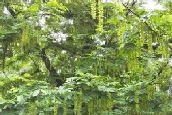 直根系植物有哪些?直根系植物大全