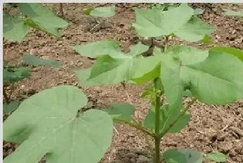 如何预防棉花高脚苗