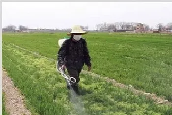 小麦春季除草的最佳时间