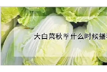 大白菜秋季什么时候播种