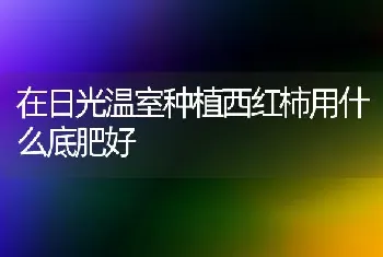 在日光温室种植西红柿用什么底肥好