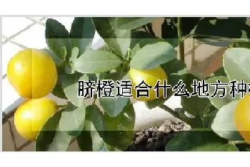 脐橙适合什么地方种植