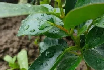 茉莉花配土方法与种植土壤