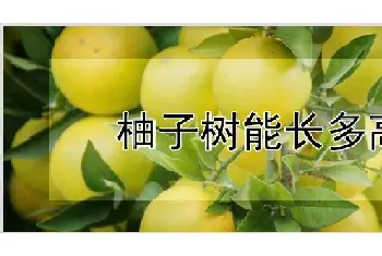 柚子树能长多高