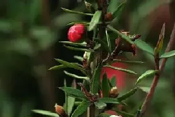 家里养松红梅风水好吗?