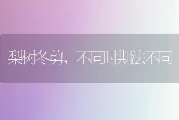 梨树冬剪,不同时期法不同