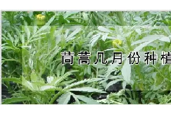 茼蒿几月份种植