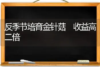 反季节培育金针菇 收益高二倍