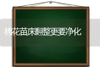 棉花苗床翻整更要净化