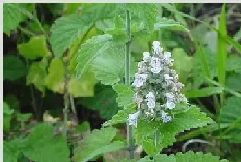 荆芥的种植时间及管理要点