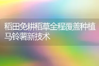 稻田免耕稻草全程覆盖种植马铃薯新技术