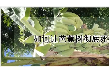 如何让芭蕉树彻底死掉