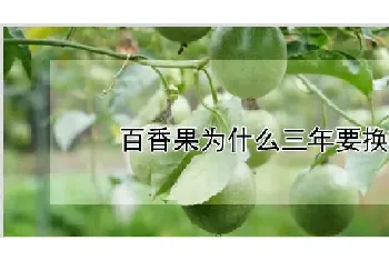 百香果为什么三年要换苗