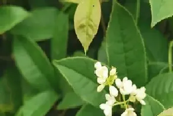 四季桂花香有毒吗?