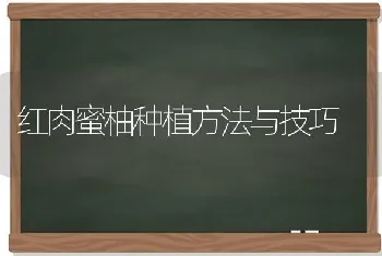 红肉蜜柚种植方法与技巧