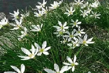 风雨兰是多年生吗?风雨兰植物学史