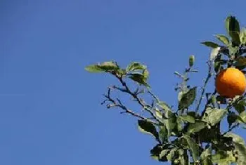 橘子采摘时间和收获季节?橘子的功效与作用