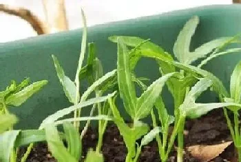 空心菜什么季节种植合适?空心菜种植方法和注意事项