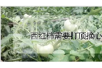 西红柿需要打顶摘心吗