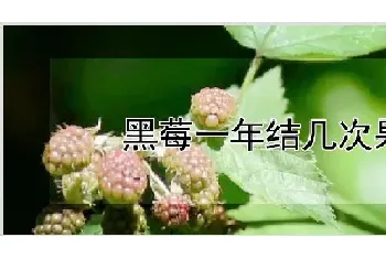 黑莓一年结几次果