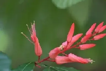 琴叶珊瑚花期是什么时候?