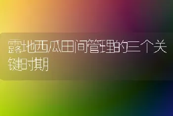 露地西瓜田间管理的三个关键时期