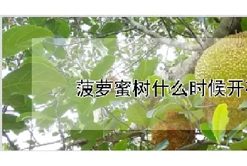 菠萝蜜树什么时候开花