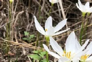 韭菜莲的根烂了怎么办?韭菜莲的根烂了原因与处理方法