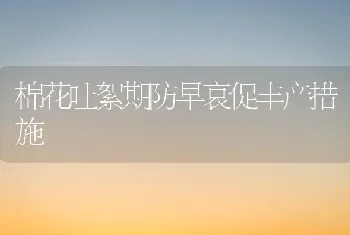 棉花吐絮期防早衰促丰产措施