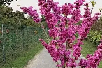 紫荆花是哪个市的市花?