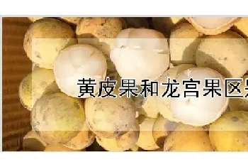 黄皮果和龙宫果区别