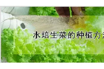 水培生菜的种植方法