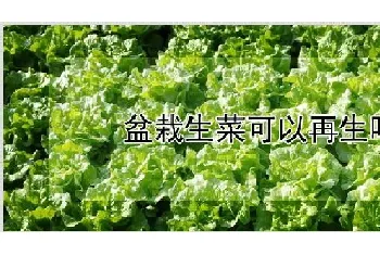 盆栽生菜可以再生吗