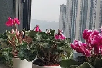 仙鹤来花代表什么意思?