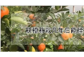 脐橙移栽几年后能挂果