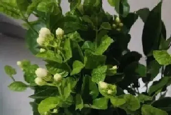 茉莉是哪个市的市花?