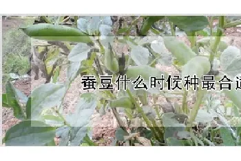 蚕豆什么时候种最合适