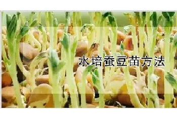 水培蚕豆苗方法