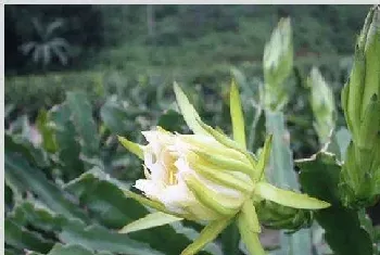 霸王花产地和种植技术