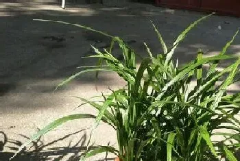 蓝草是什么植物,属于什么科植物?