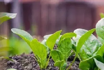 春菠菜种植时间和方法?