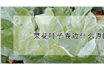 菜花叶子卷边什么原因