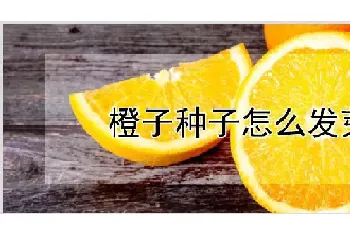 橙子种子怎么发芽