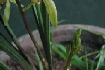 买回来的兰花怎么栽种,刚买的兰花种植方法?