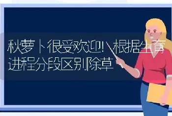 秋萝卜很受欢迎！根据生育进程分段区别除草