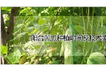 阳台苦瓜种植时间及技术要点