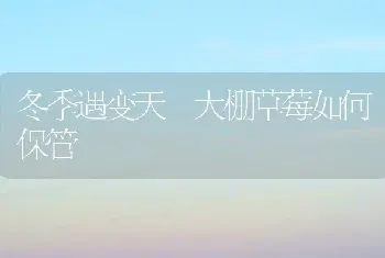 冬季遇变天 大棚草莓如何保管